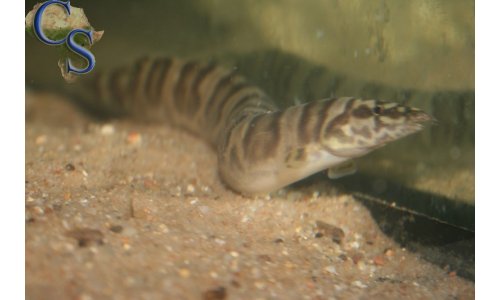 Mastacembelus ellipsifer